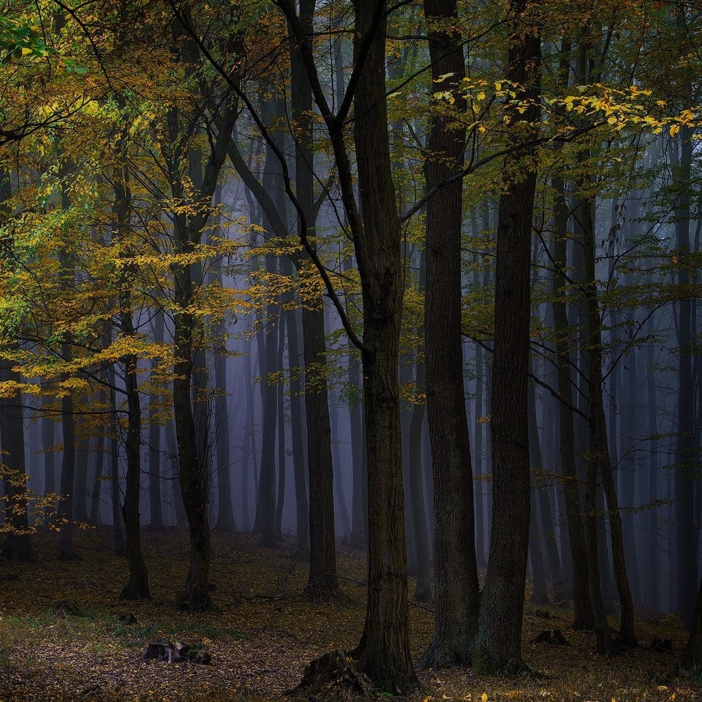 Обои ночь, деревья, природа, лес, туман, осень, night, trees, nature, forest, fog, autumn разрешение 1920x1282 Загрузить