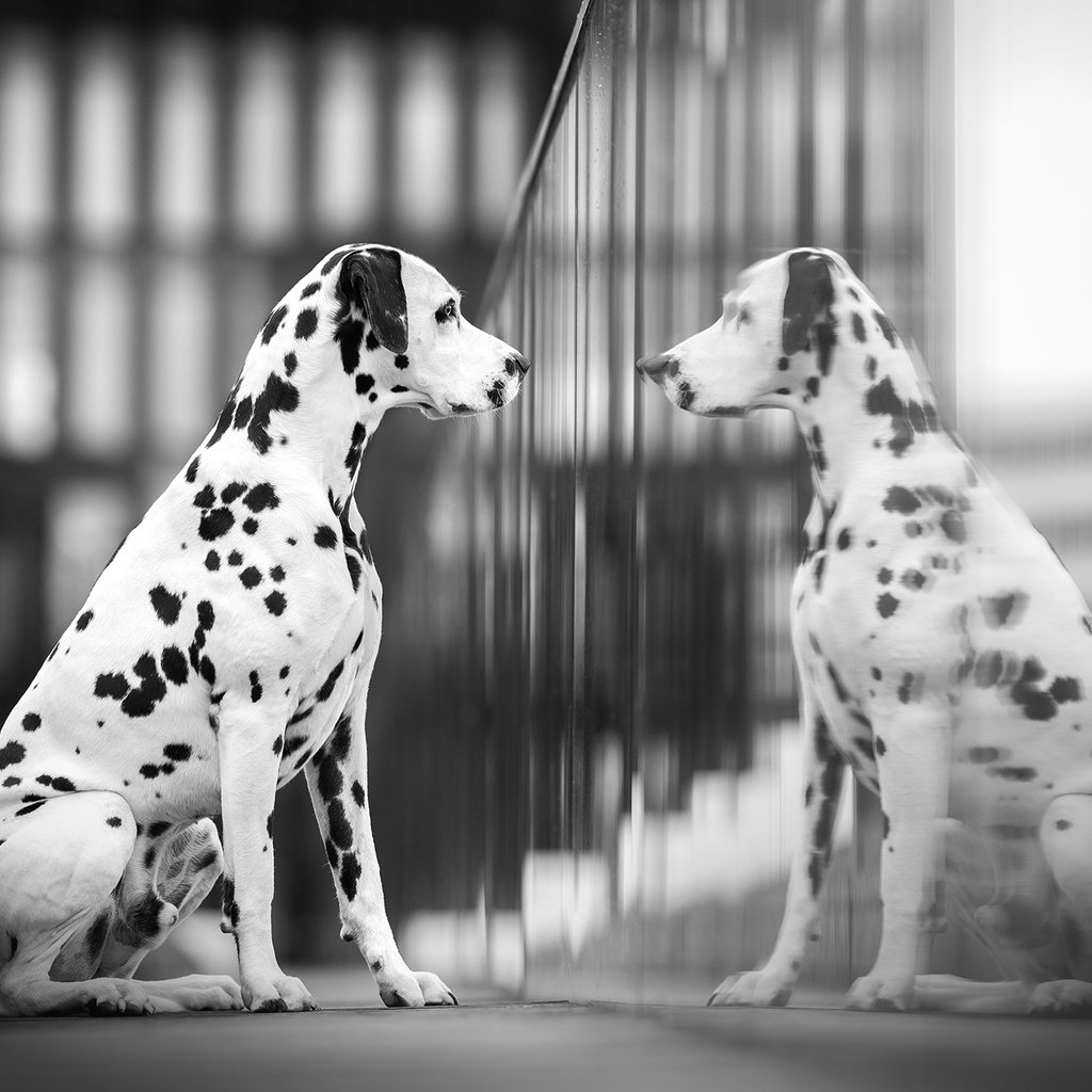 Обои отражение, собака, далматин, reflection, dog, dalmatian разрешение 2048x1366 Загрузить