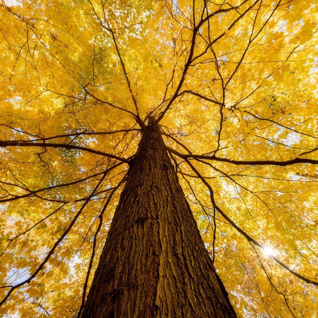 Обои природа, дерево, осень, nature, tree, autumn разрешение 2048x1365 Загрузить