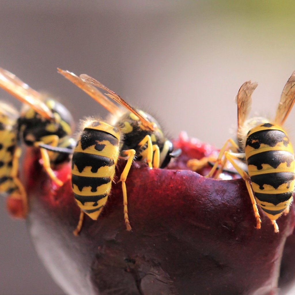 Обои природа, макро, осы, nature, macro, wasps разрешение 2047x1366 Загрузить