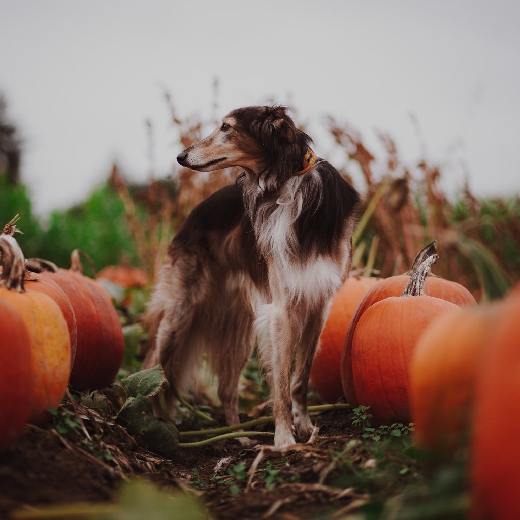 Обои собака, тыквы, dog, pumpkin разрешение 2048x1365 Загрузить