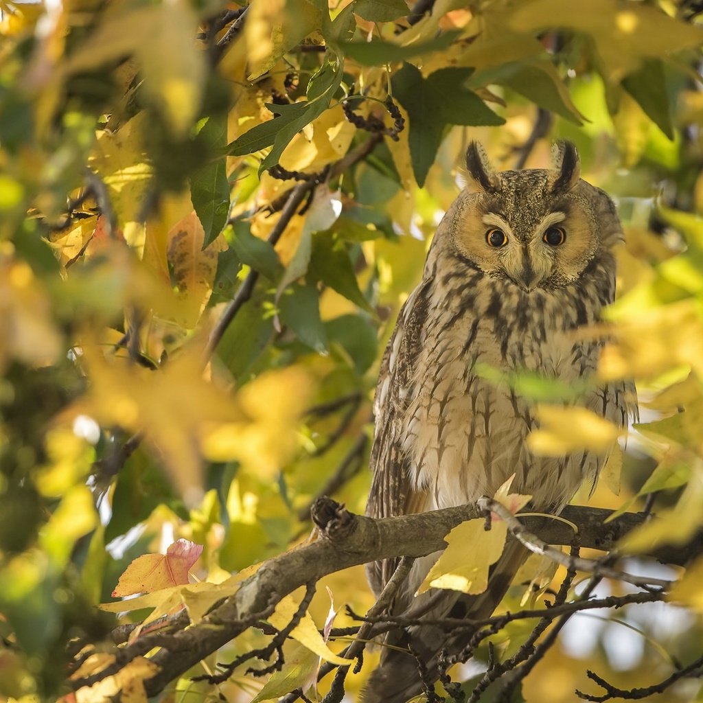Обои сова, осень, птица, owl, autumn, bird разрешение 2048x1250 Загрузить