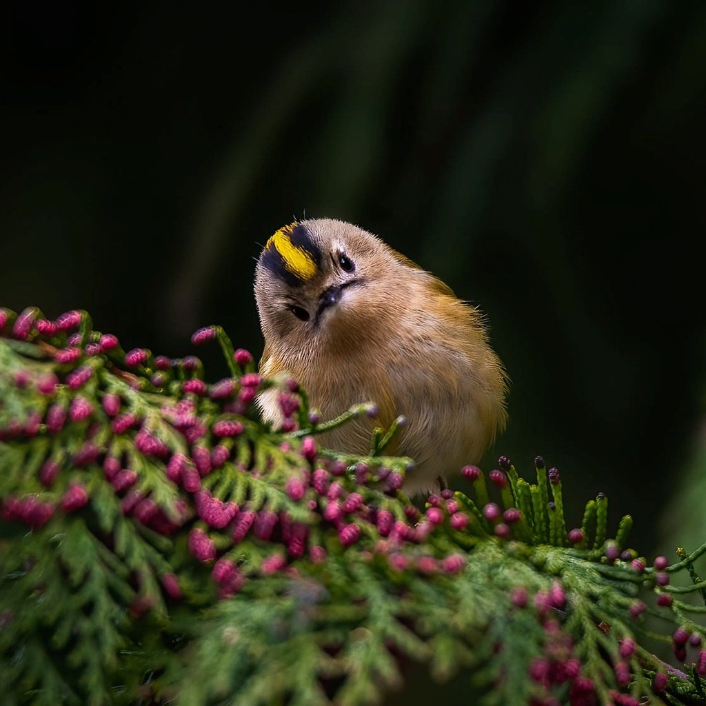 Обои ветка, природа, птичка, королёк, branch, nature, bird, goldcrest разрешение 2000x1125 Загрузить