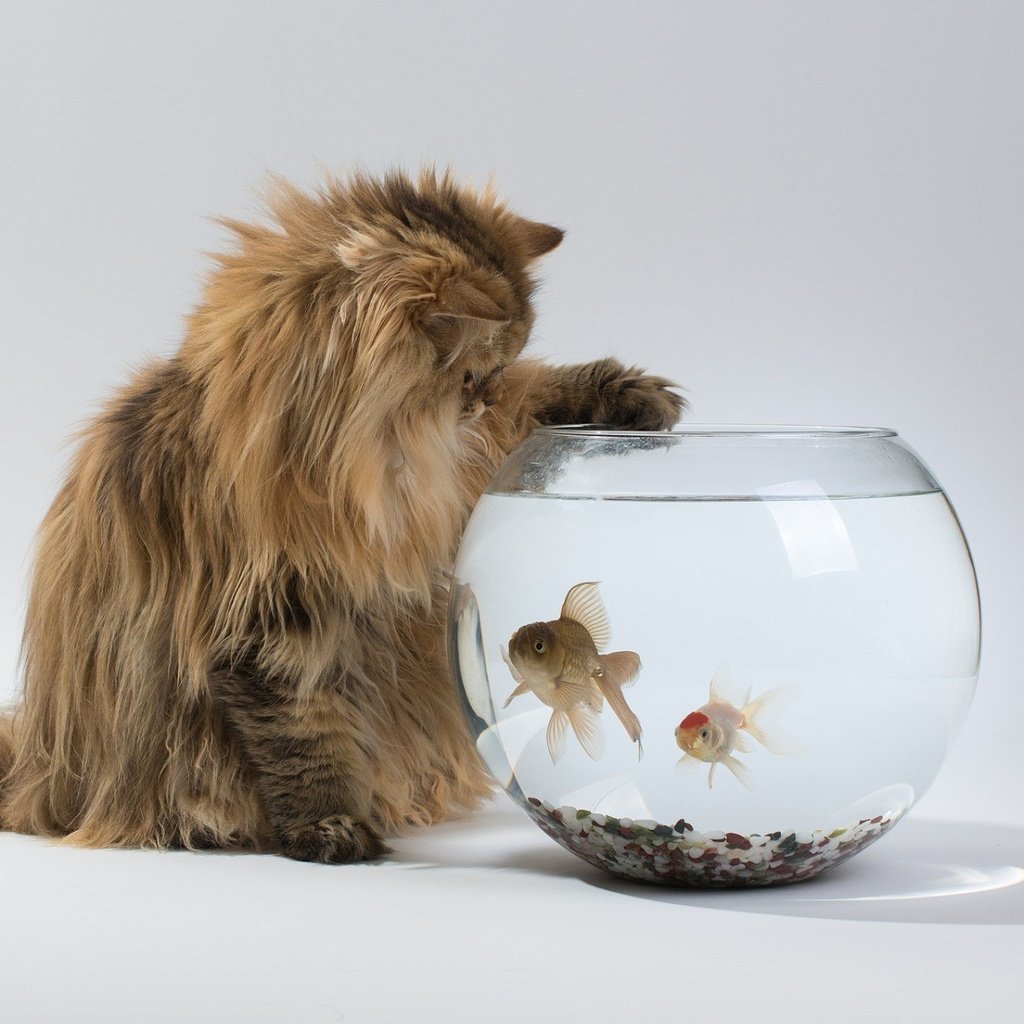 Обои животные, кошка, рыбки, пушистый, аквариум, animals, cat, fish, fluffy, aquarium разрешение 1920x1200 Загрузить