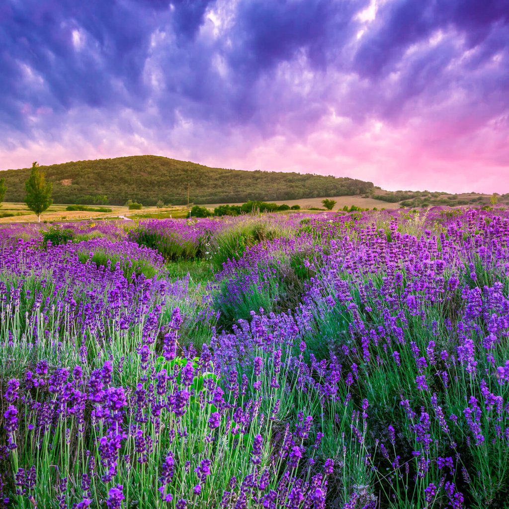 Обои цветы, восход, пейзаж, поле, лаванда, венгрия, flowers, sunrise, landscape, field, lavender, hungary разрешение 2560x1600 Загрузить