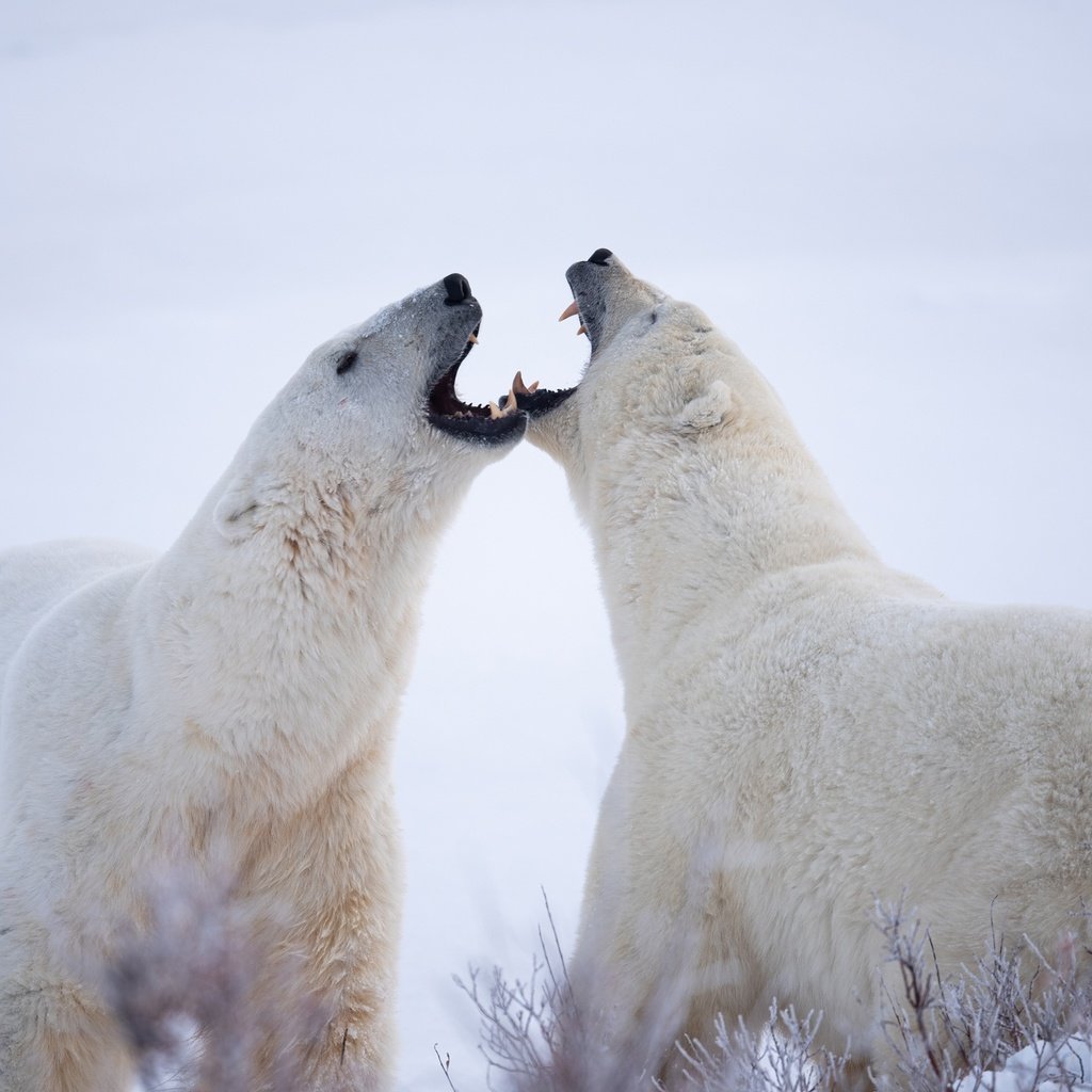 Обои белые медведи, полярные медведи, два медведя, polar bears, two bears разрешение 2048x1367 Загрузить