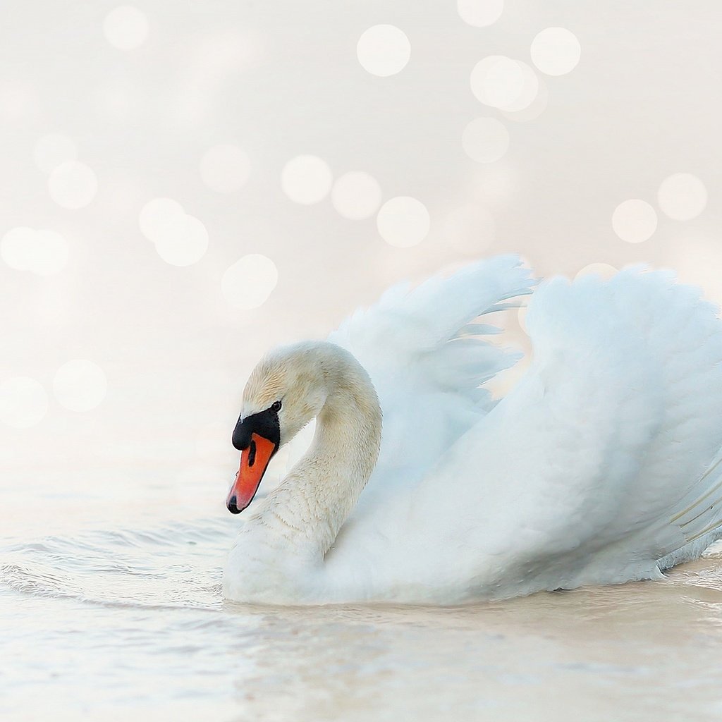 Обои белый, птица, лебедь, боке, светлый фон, white, bird, swan, bokeh, light background разрешение 2880x1620 Загрузить
