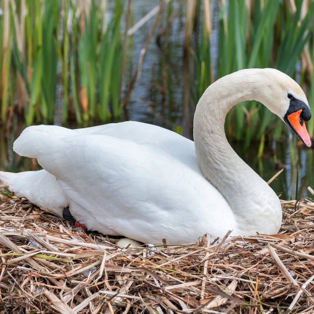 Обои белый, птица, клюв, перья, лебедь, гнездо, white, bird, beak, feathers, swan, socket разрешение 5249x3499 Загрузить