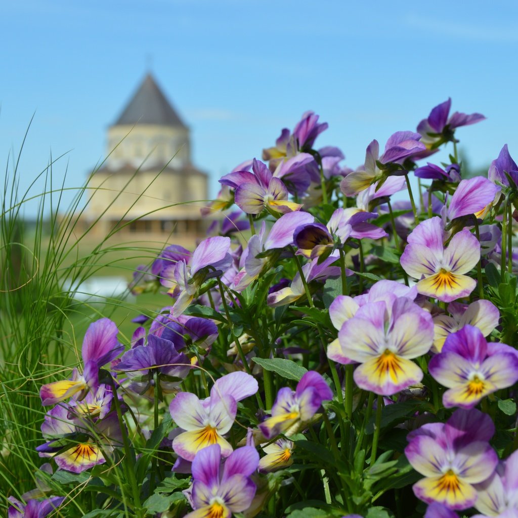 Обои цветы, природа, замок, башня, анютины глазки, клумба, боке, сиреневые, flowers, nature, castle, tower, pansy, flowerbed, bokeh, lilac разрешение 6016x4000 Загрузить