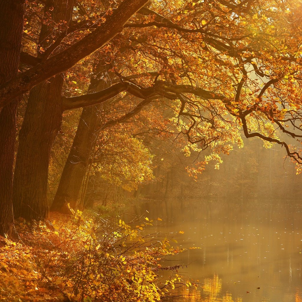 Обои деревья, природа, осень, trees, nature, autumn разрешение 2048x1274 Загрузить