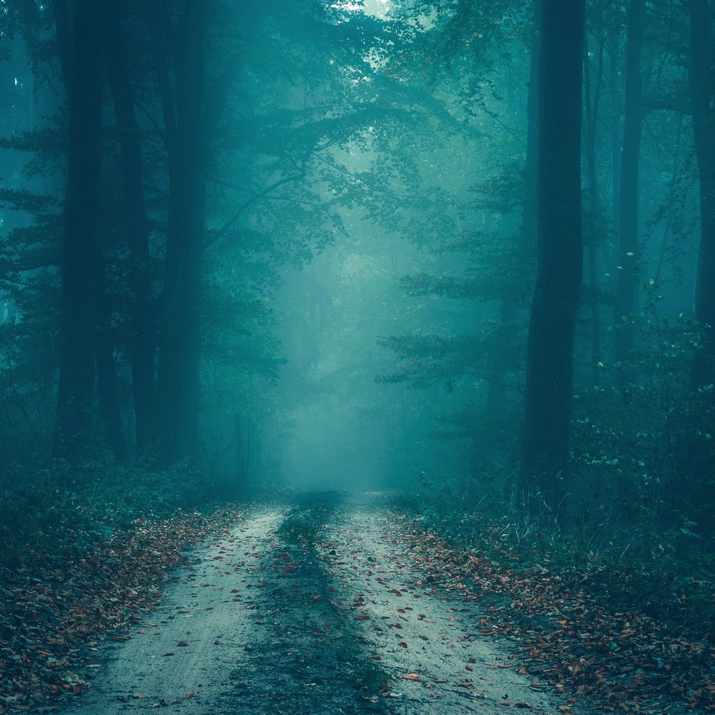 Обои дорога, деревья, лес, туман, осень, сумерки, road, trees, forest, fog, autumn, twilight разрешение 5985x3890 Загрузить
