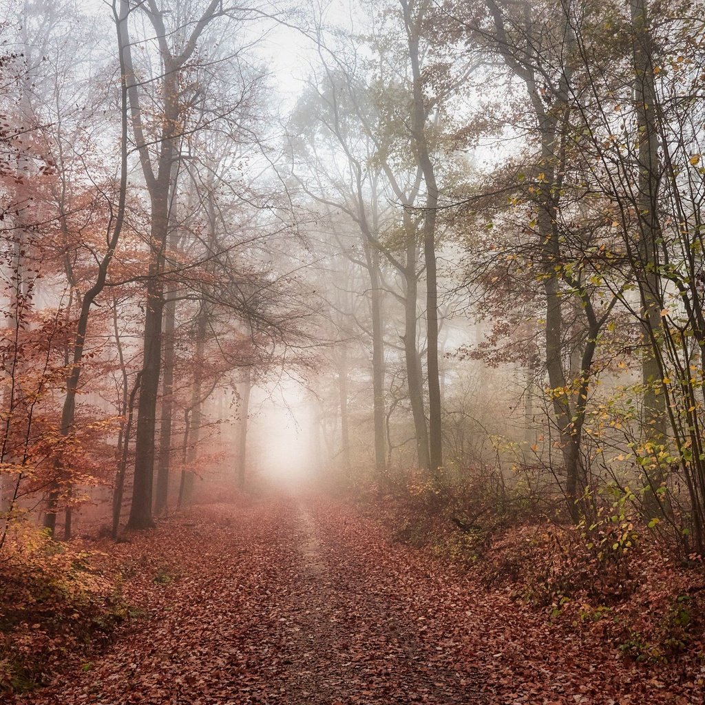 Обои дорога, лес, road, forest разрешение 2048x1365 Загрузить