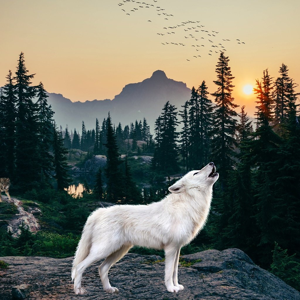 Обои лес, белый, рендеринг, волк, вой, полярный, forest, white, rendering, wolf, howl, polar разрешение 2560x1440 Загрузить
