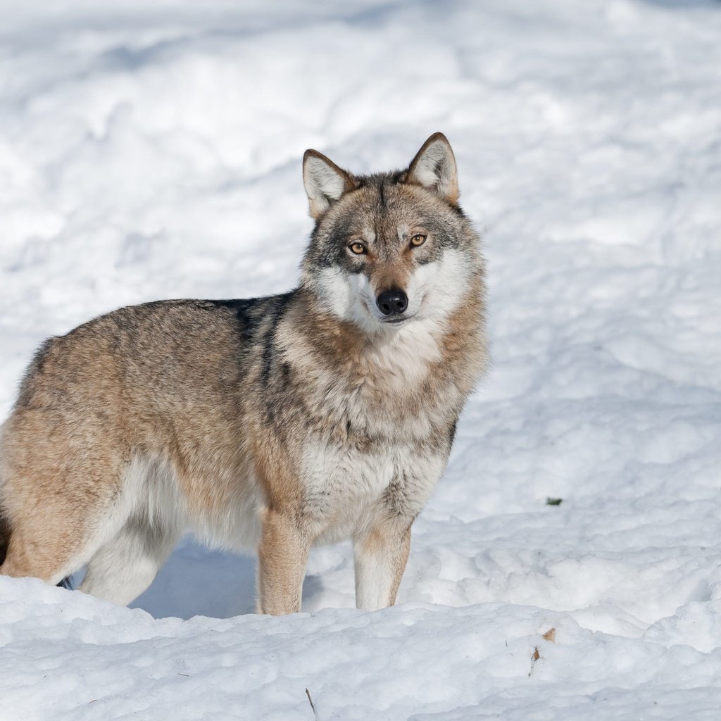 Обои морда, снег, зима, взгляд, волк, face, snow, winter, look, wolf разрешение 2000x1328 Загрузить