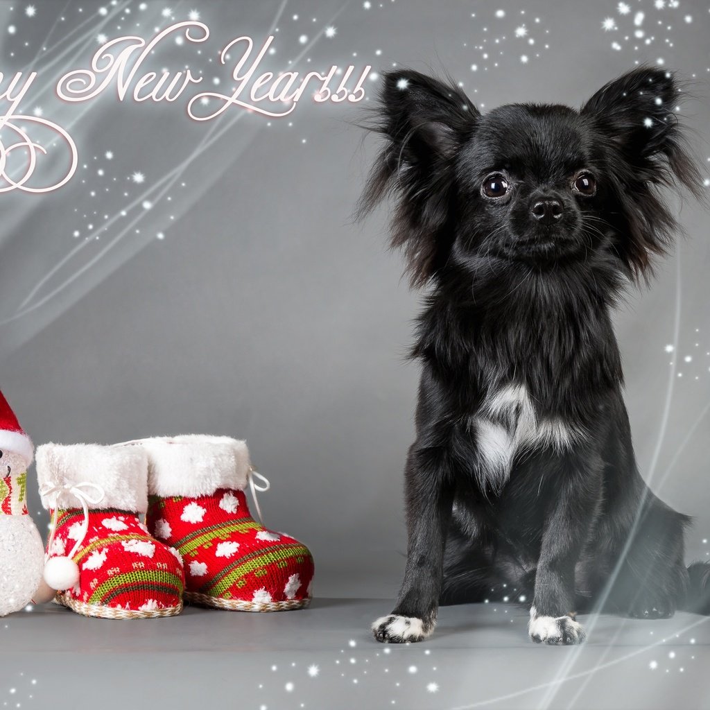 Обои обувь, новый год, фигурка, взгляд, чихуа-хуа, собака, игрушка, снеговик, носки, праздник, рождество, shoes, new year, figure, look, chihuahua, dog, toy, snowman, socks, holiday, christmas разрешение 4267x2845 Загрузить