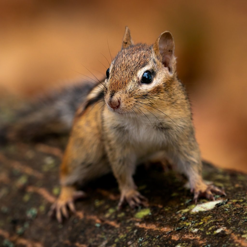 Обои природа, фон, мордочка, взгляд, бревно, бурундук, грызун, nature, background, muzzle, look, log, chipmunk, rodent разрешение 2880x2304 Загрузить