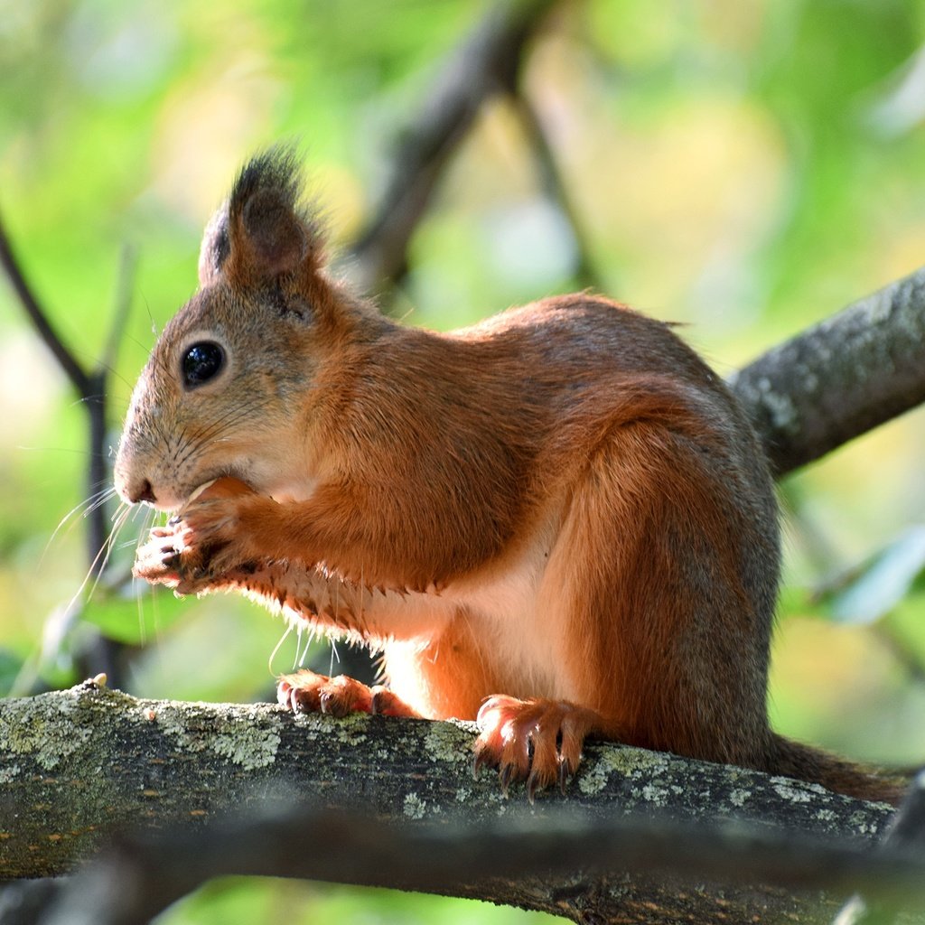 Обои природа, ветки, животное, белка, зверек, орех, грызун, nature, branches, animal, protein, walnut, rodent разрешение 2362x1575 Загрузить