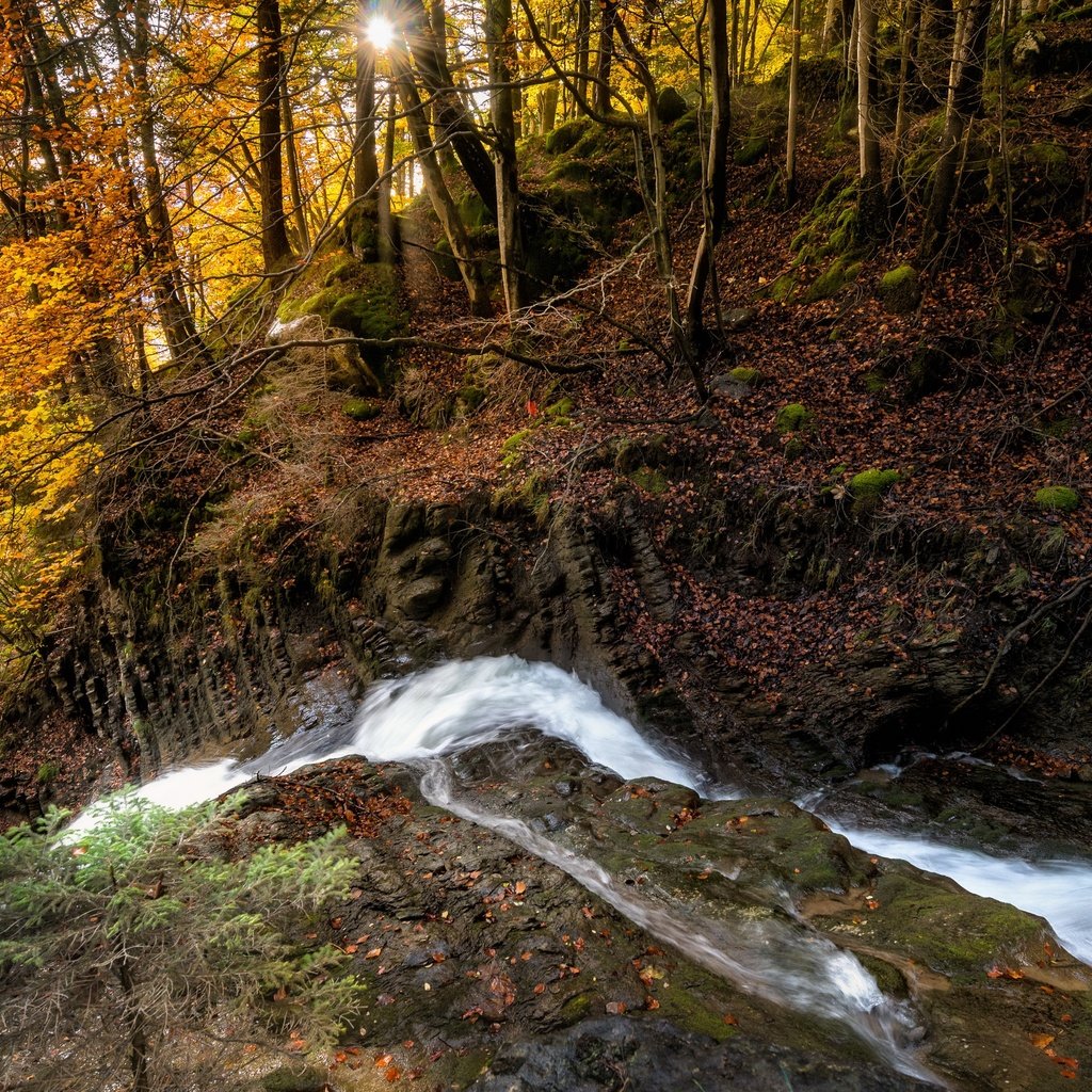 Обои река, лес, осень, river, forest, autumn разрешение 3840x2160 Загрузить