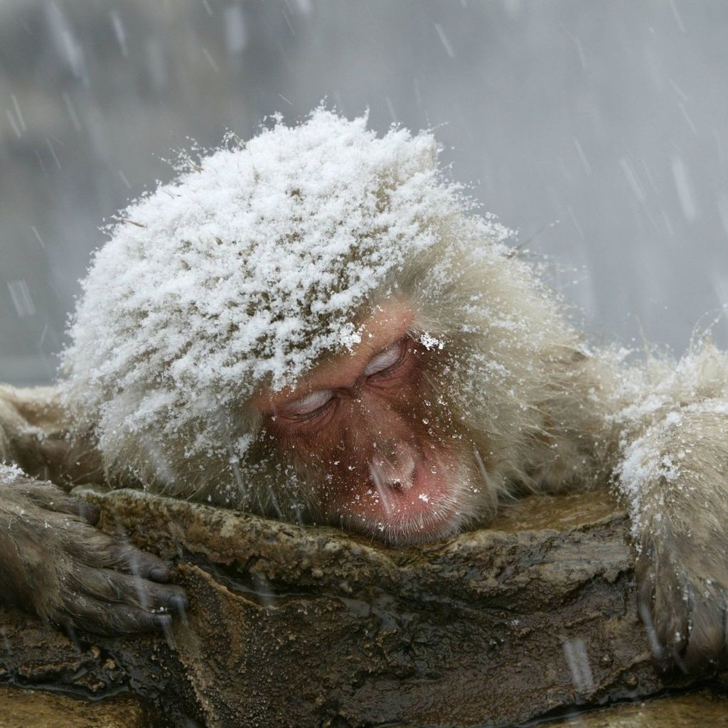 Обои снег, обезьяна, примат, японский макак, snow, monkey, the primacy of, japanese macaques разрешение 1920x1080 Загрузить