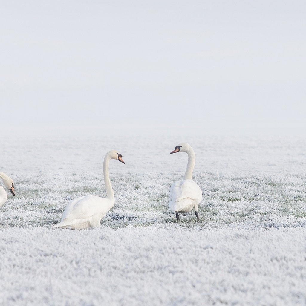 Обои снег, природа, зима, птицы, лебеди, лебедь, snow, nature, winter, birds, swans, swan разрешение 3840x2160 Загрузить