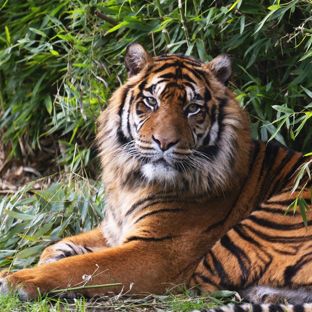Обои тигр, кусты, лежит, tiger, the bushes, lies разрешение 8256x5504 Загрузить