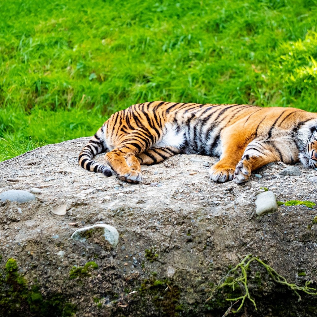 Обои тигр, лежит, камень, tiger, lies, stone разрешение 3840x2160 Загрузить
