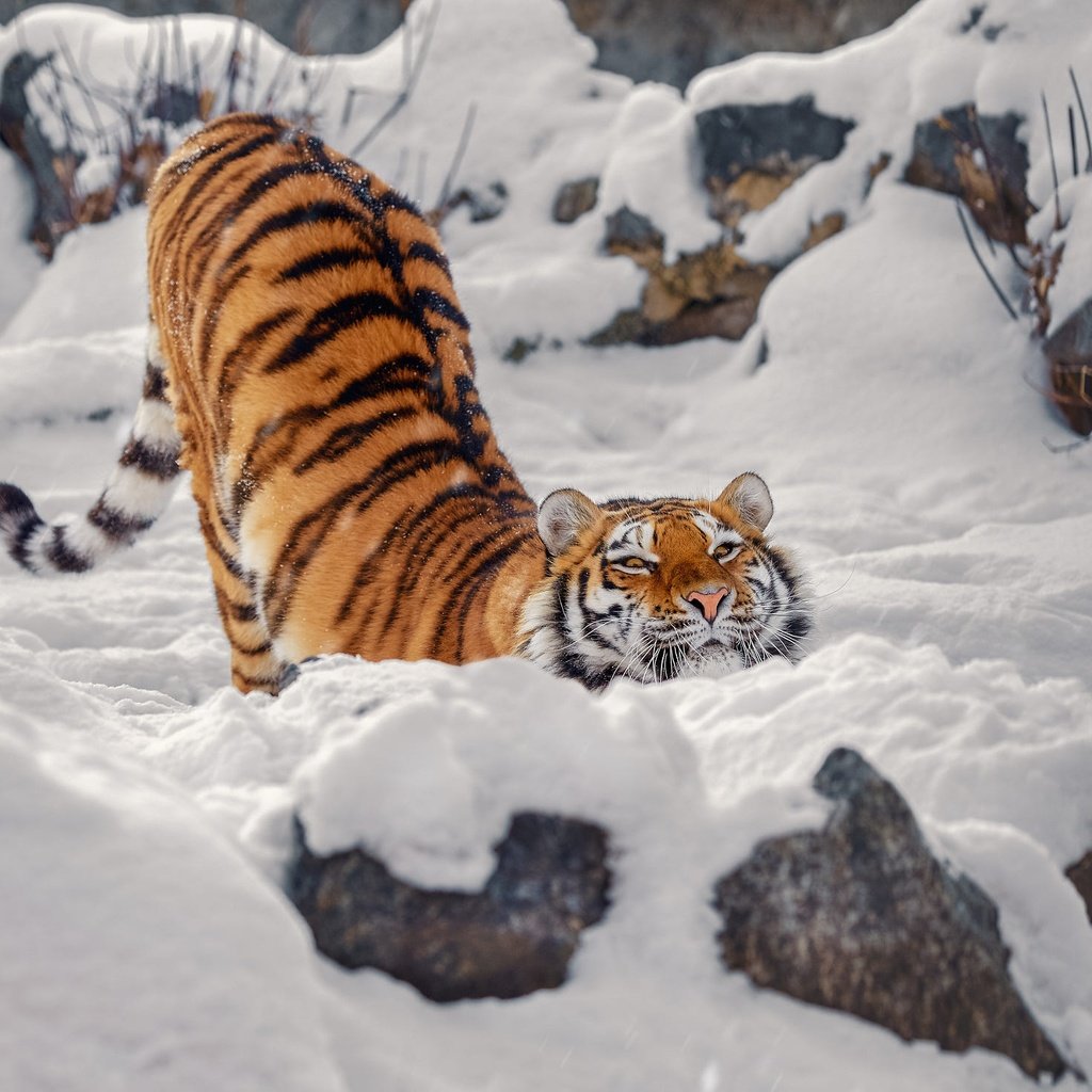 Обои тигр, морда, снег, камни, зима, поза, взгляд, спина, tiger, face, snow, stones, winter, pose, look, back разрешение 2000x1470 Загрузить