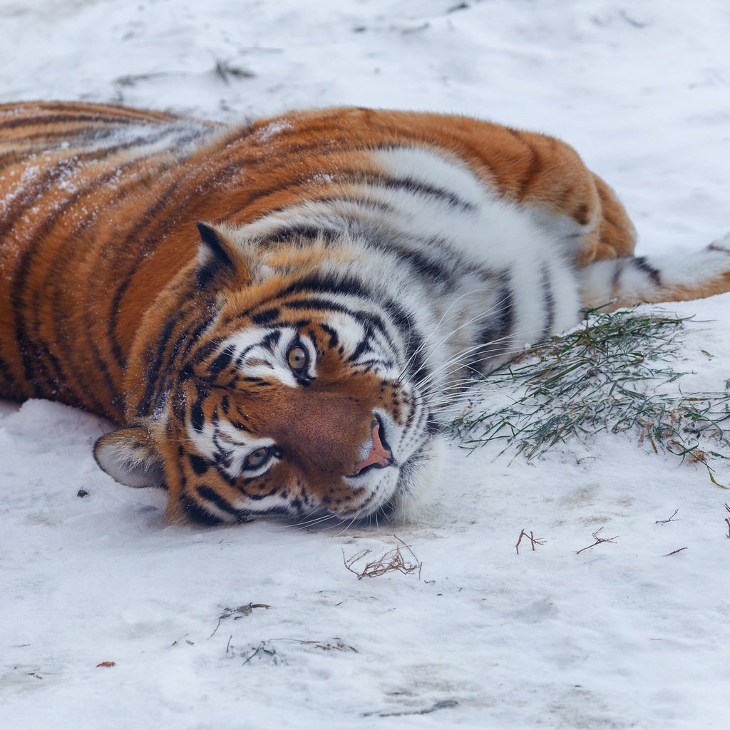 Обои тигр, снег, природа, зима, поза, взгляд, хищник, животное, tiger, snow, nature, winter, pose, look, predator, animal разрешение 2150x1661 Загрузить