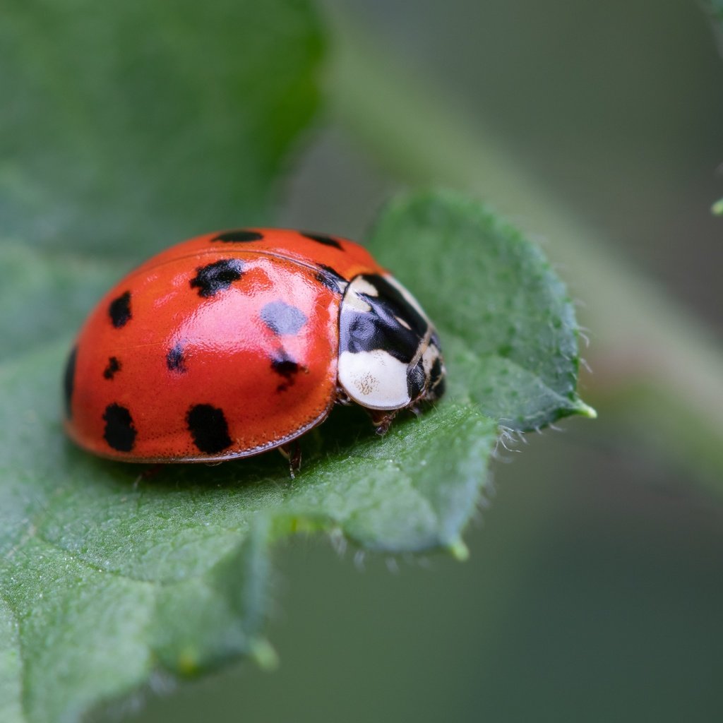 Обои жук, макро, фон, божья коровка, боке, beetle, macro, background, ladybug, bokeh разрешение 5851x3291 Загрузить