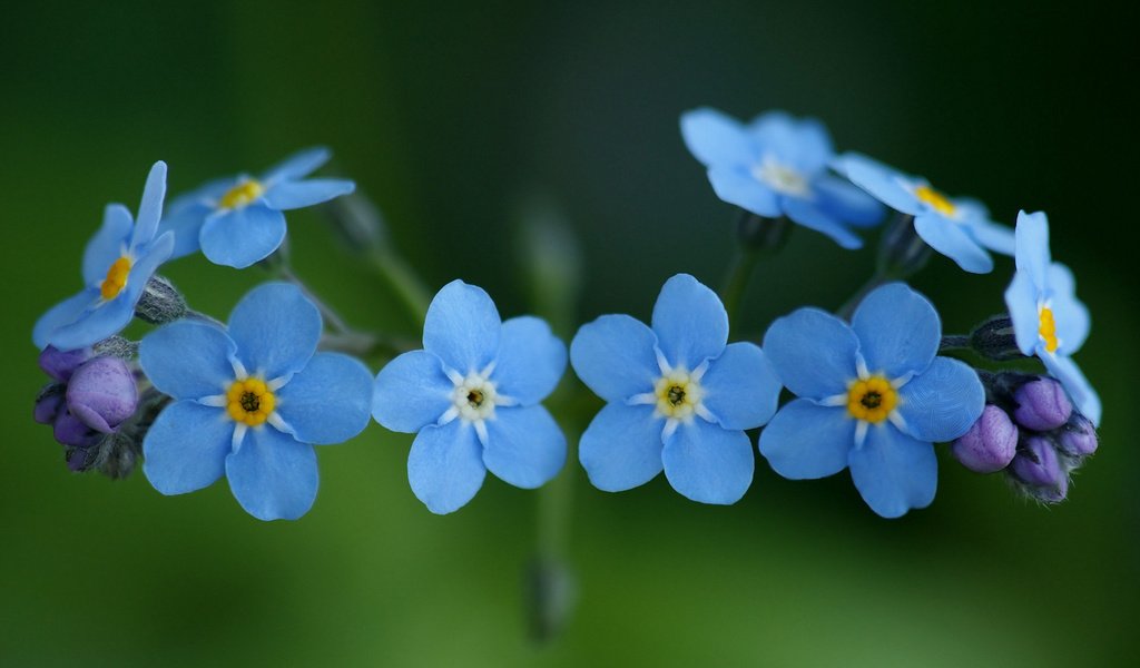 Обои цветы, природа, растения, макро, незабудки, голубые, синие, flowers, nature, plants, macro, forget-me-nots, blue разрешение 1920x1200 Загрузить