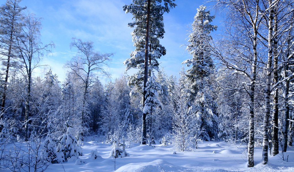 Обои снег, лес, зима, много, snow, forest, winter, a lot разрешение 1920x1200 Загрузить