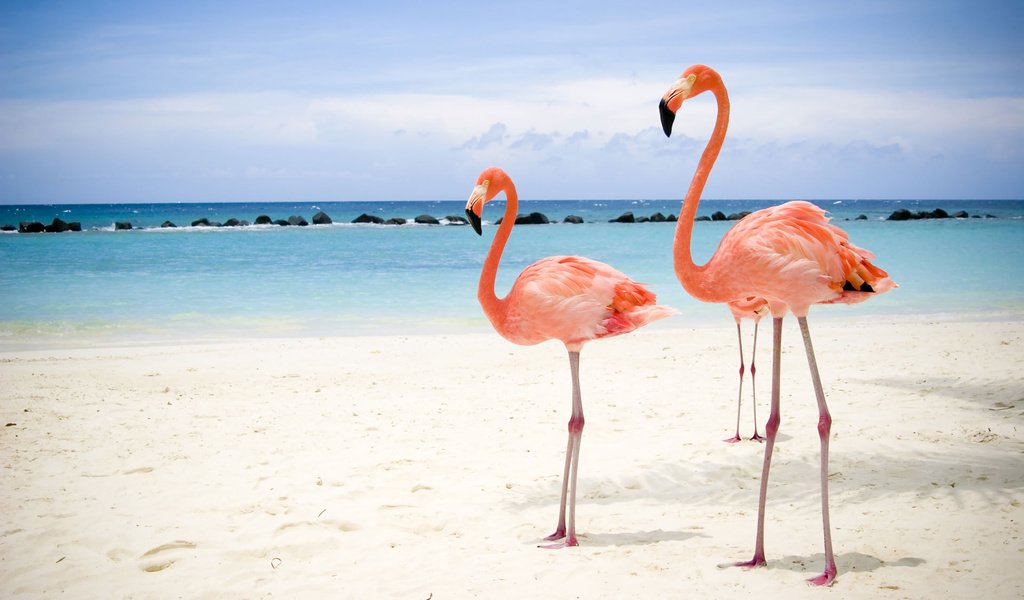 Обои море, пляж, фламинго, sea, beach, flamingo разрешение 1920x1200 Загрузить