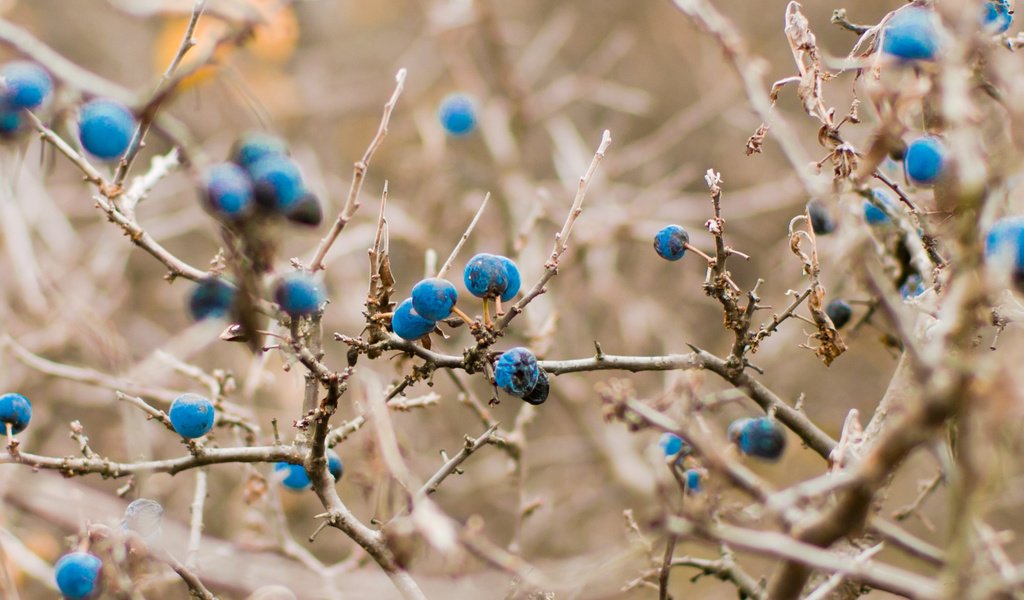 Обои синий, осень, черника, светло, blue, autumn, blueberries, light разрешение 2038x1354 Загрузить