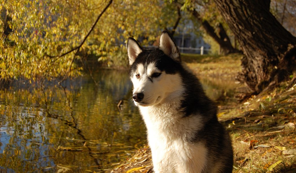 Обои собака, хаски, друг, сибирский хаски, dog, husky, each, siberian husky разрешение 3008x2000 Загрузить