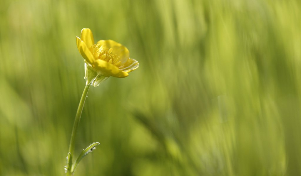 Обои желтый, зелень, макро, цветок, красота в простом, yellow, greens, macro, flower, beauty is in simplicity разрешение 2560x1600 Загрузить