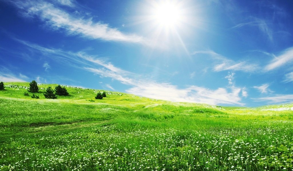 Обои небо, цветы, трава, облака, солнце, зелень, поле, the sky, flowers, grass, clouds, the sun, greens, field разрешение 1920x1440 Загрузить