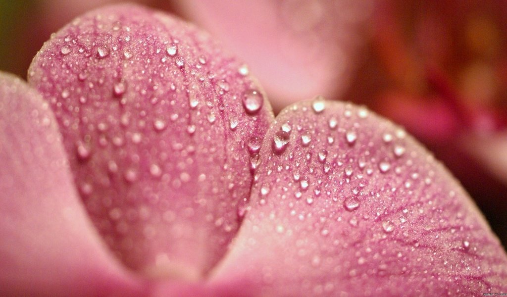 Обои макро, роса, капли, лепесток, розовый, macro, rosa, drops, petal, pink разрешение 1920x1080 Загрузить