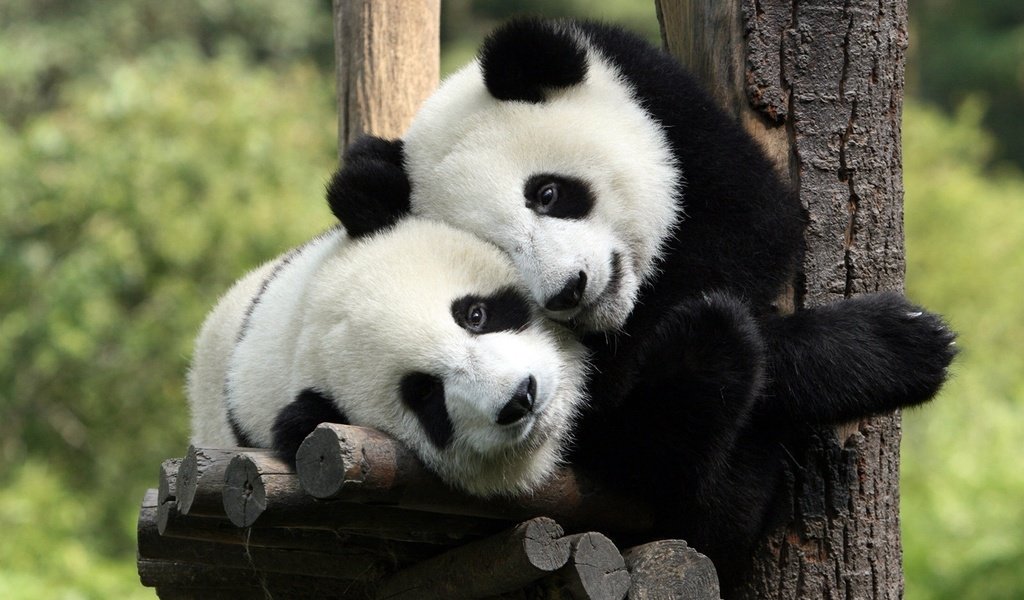 Обои панда, медведь, отдых, panda, bear, stay разрешение 1920x1200 Загрузить