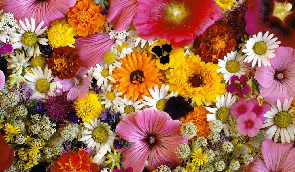 Обои цветы, ромашки, букет, хризантемы, flowers, chamomile, bouquet, chrysanthemum разрешение 2560x1600 Загрузить