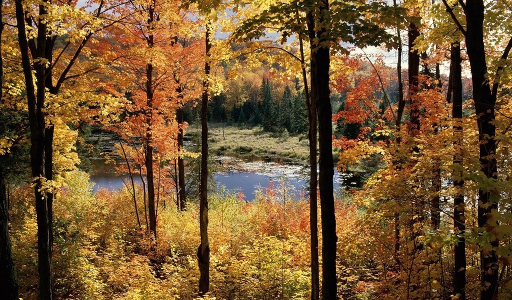 Обои деревья, болото, пейзаж, осень, trees, swamp, landscape, autumn разрешение 1920x1200 Загрузить