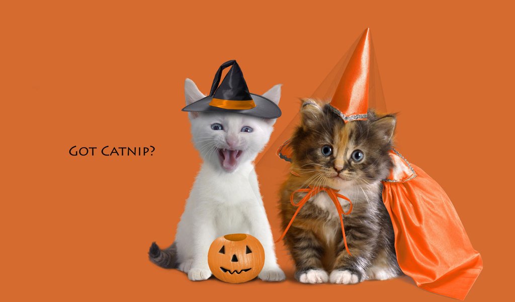 Обои животные, котенок, котята, оранжевый фон, animals, kitty, kittens, orange background разрешение 2000x1333 Загрузить