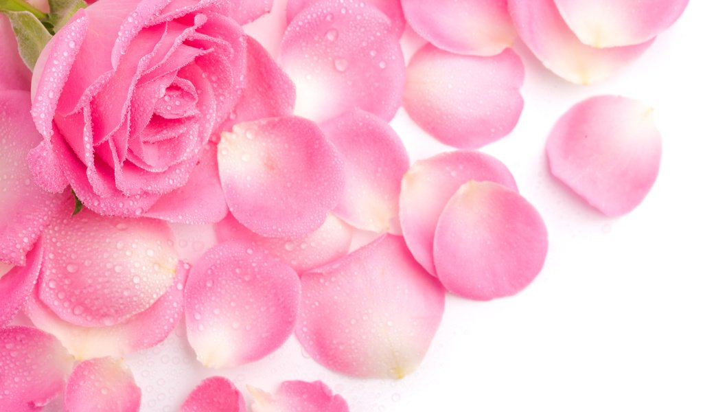 Обои цветок, роса, капли, роза, лепестки, розовая, flower, rosa, drops, rose, petals, pink разрешение 4240x2650 Загрузить