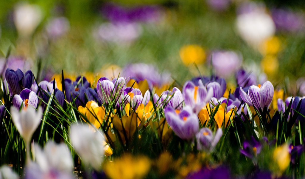 Обои цветы, поляна, весна, желтые, фиолетовые, крокусы, flowers, glade, spring, yellow, purple, crocuses разрешение 3648x2736 Загрузить