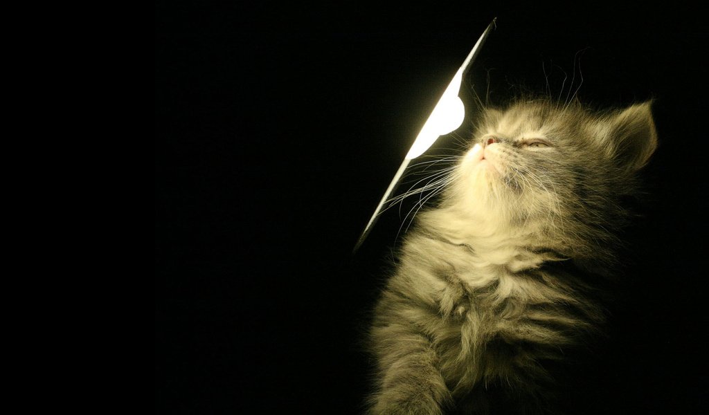 Обои свет, лампа, котенок, light, lamp, kitty разрешение 1920x1200 Загрузить