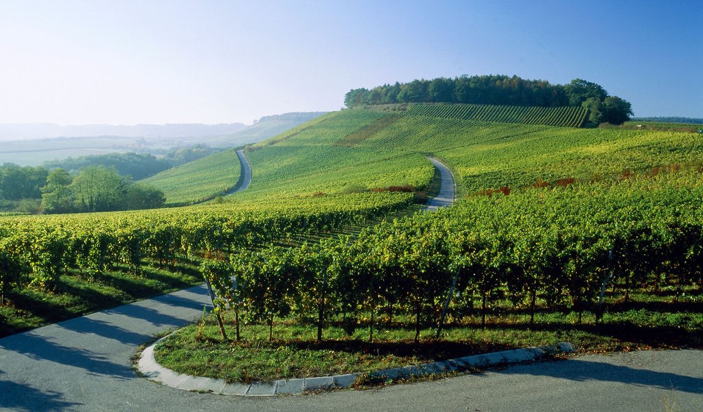 Обои дорога, германия, виноградники, road, germany, the vineyards разрешение 1920x1200 Загрузить