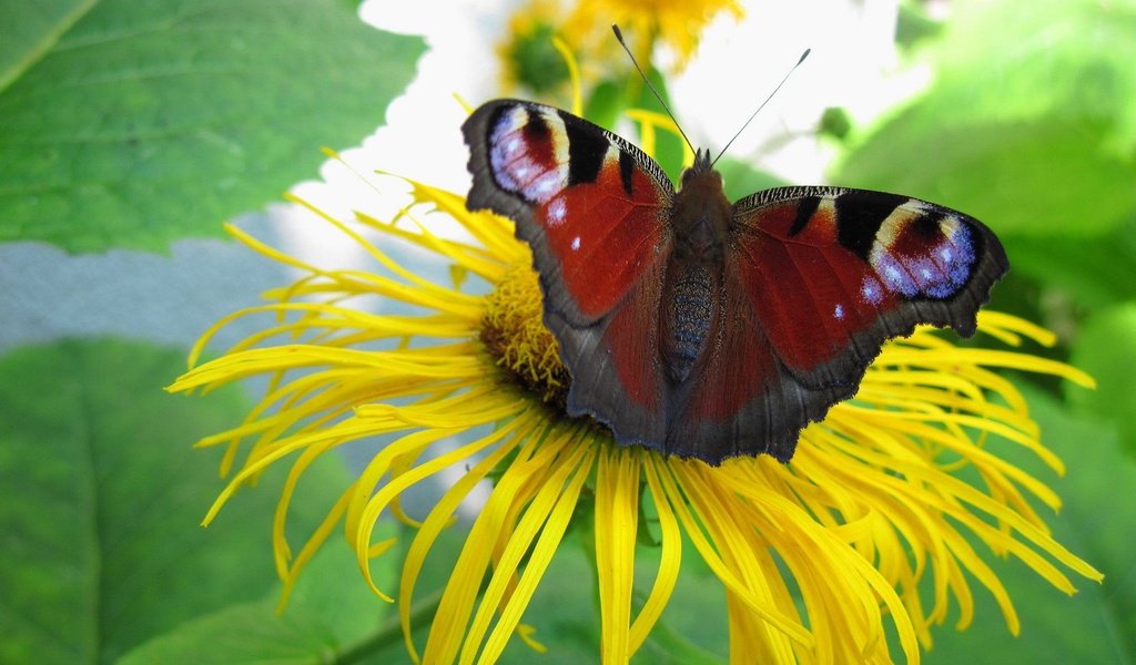 Обои цветок, бабочка, растение, павлиний глаз, девясил, flower, butterfly, plant, peacock, nard разрешение 1920x1200 Загрузить