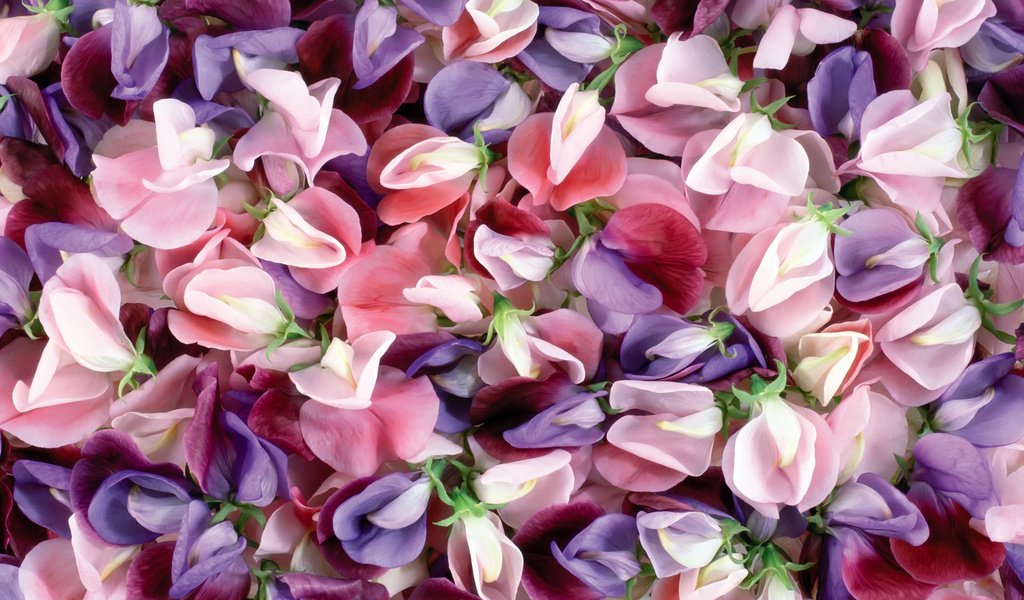 Обои цветы, текстура, макро, лепестки, душистый горошек, flowers, texture, macro, petals, sweet peas разрешение 1920x1200 Загрузить