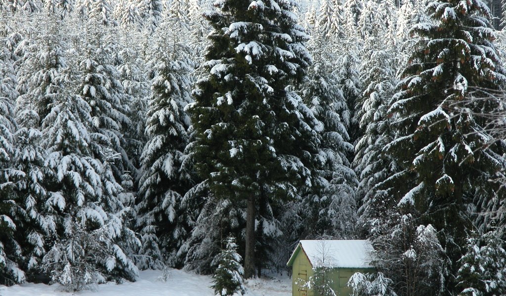 Обои деревья, снег, лес, зима, домик, ели, trees, snow, forest, winter, house, ate разрешение 2560x1600 Загрузить