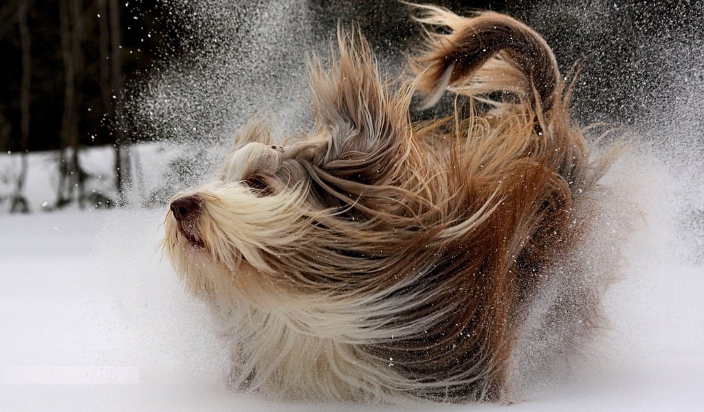Обои снег, мордочка, взгляд, собака, йоркширский терьер, snow, muzzle, look, dog, yorkshire terrier разрешение 1920x1200 Загрузить