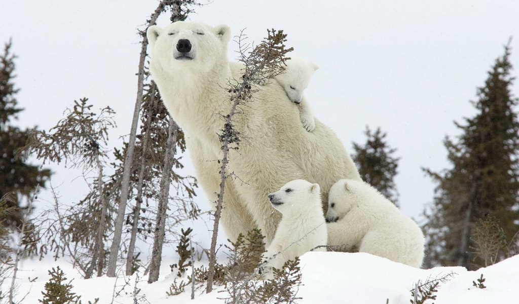 Обои снег, полярный медведь, семья, медведи, белый медведь, детеныши, медведица, медвежата, snow, polar bear, family, bears, cubs, bear разрешение 1920x1200 Загрузить